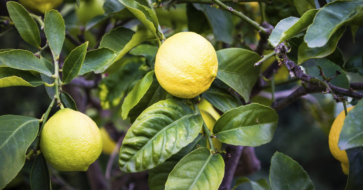 Allergieën voor citroenen