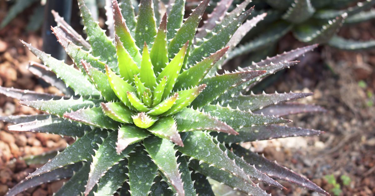 Aloe Vera für Harnwegsinfektionen