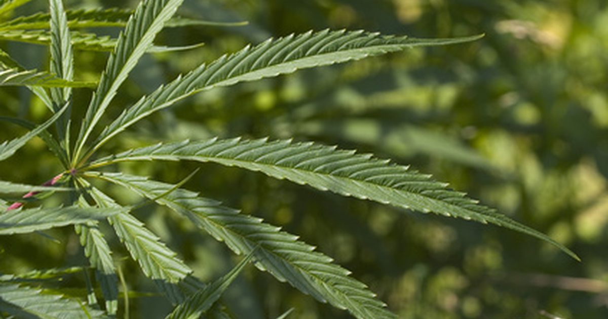 Fördelar från Medical Marijuana