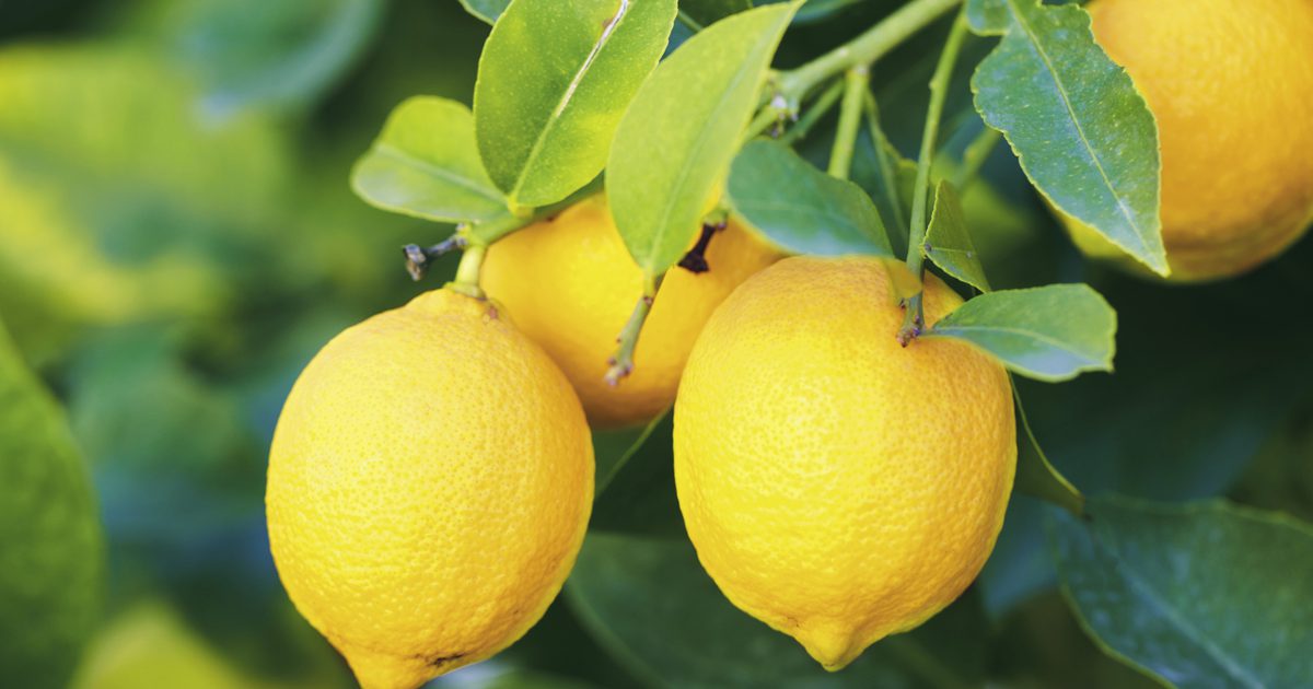 Преимущества лимонов на сахаре крови