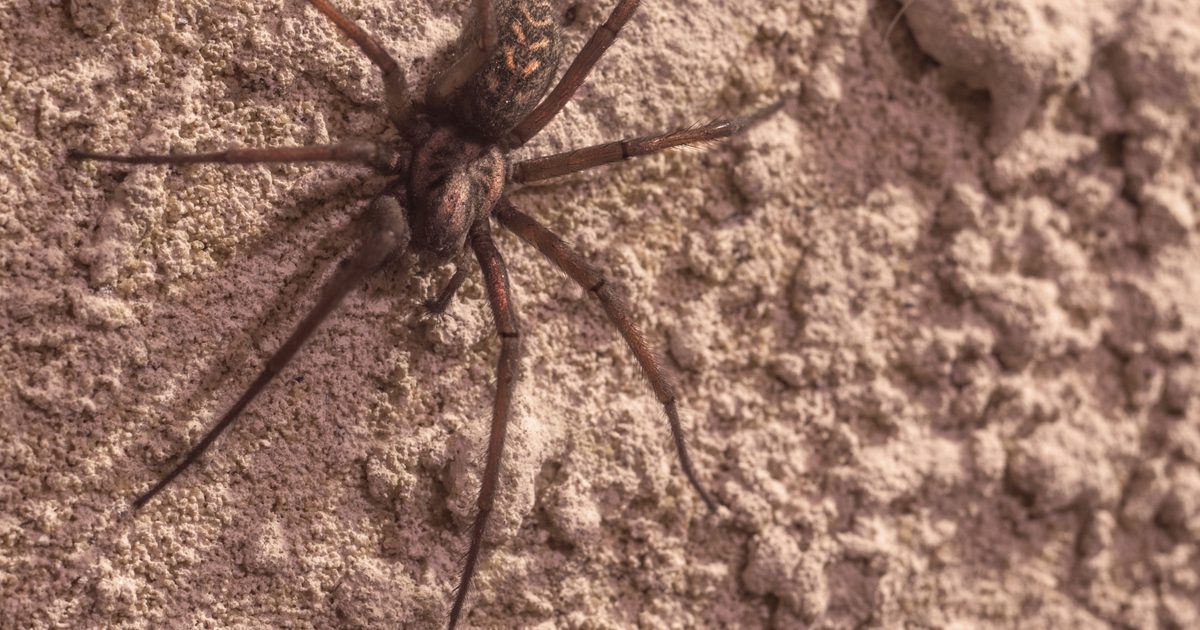 Brown Recluse Spider Bite Skyltar, scener, symtom och behandling