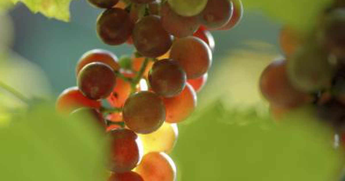 Kan jeg spise røde druer som diabetiker?
