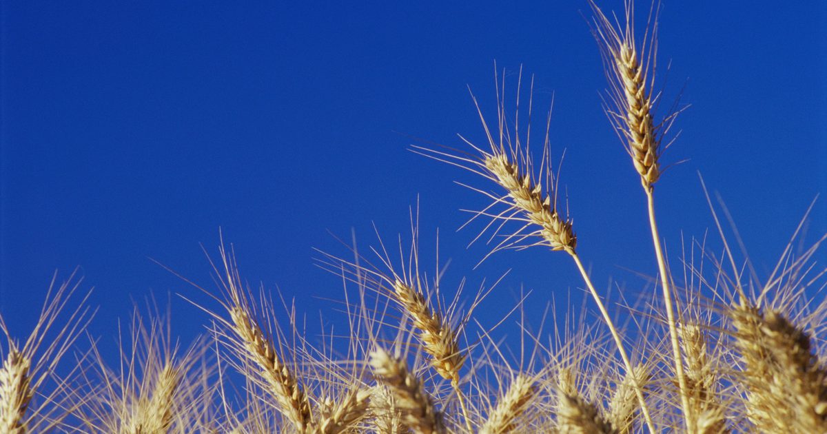 Ali lahko pšenica povzroči hudo bolečino v plinu in želodcu?