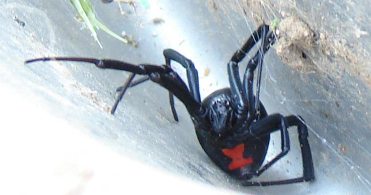 Srovnání hnědého zátiší a kousnutí pavouka černé vdovy
