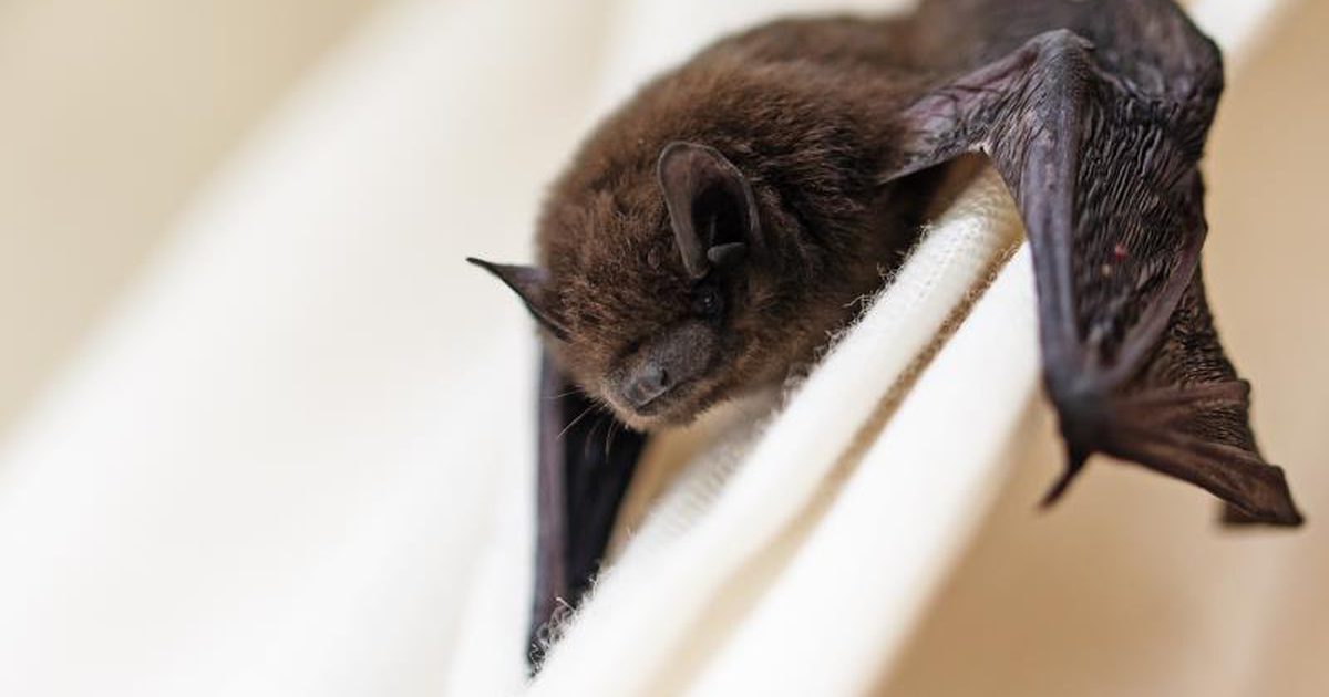 Dead Bat Found In Salad Kan vara Rabies Risk