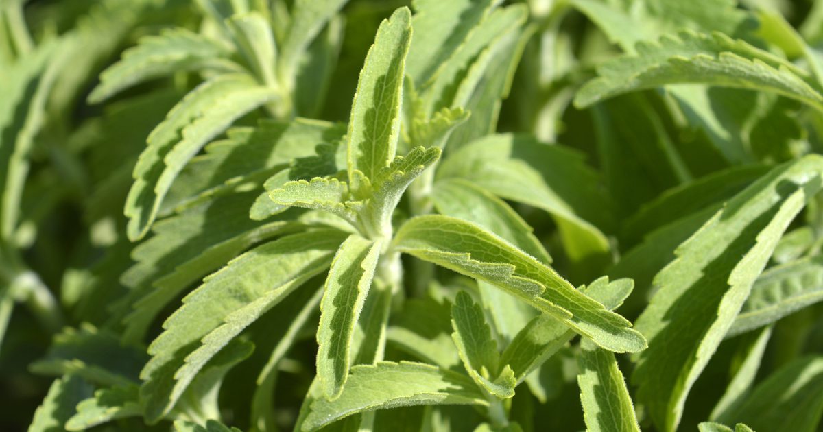 Stevia forårsaker tarmgass eller diaré?
