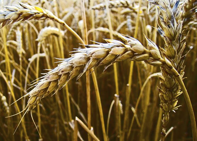 Повреждает ли пшеница?
