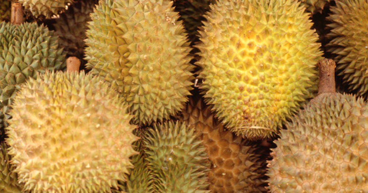 Durian frukt och högt blodtryck