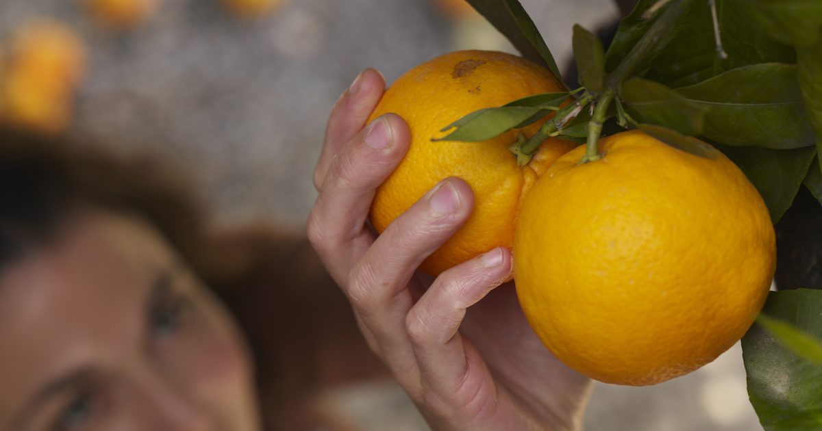 Гликемический индекс апельсинов