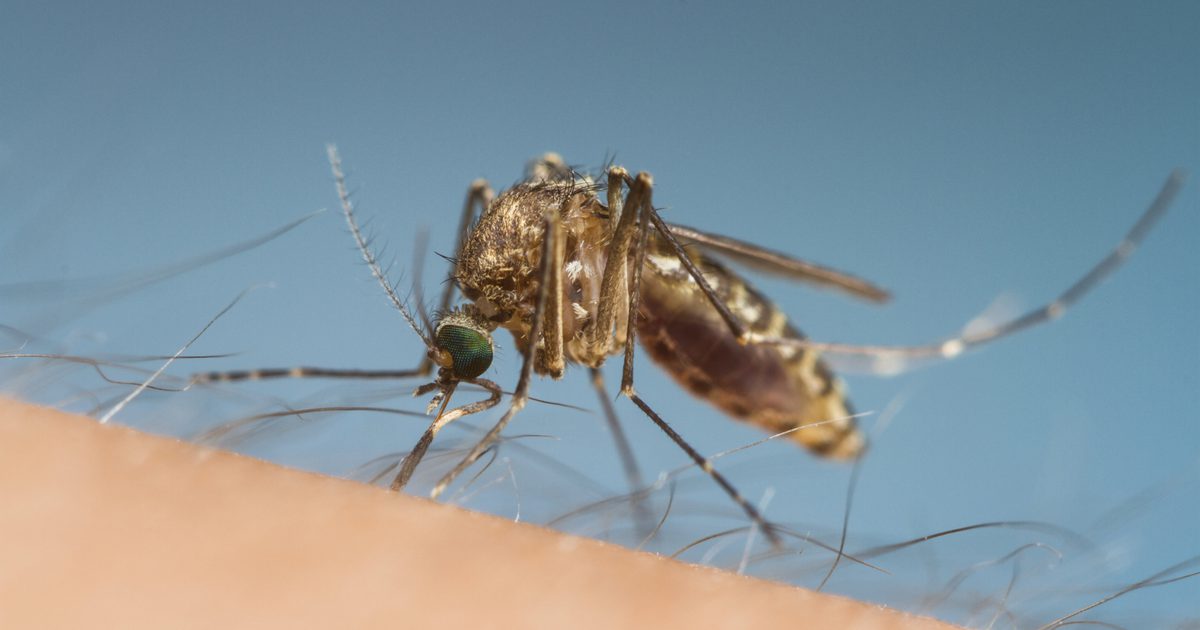Jak zdiagnozować gorączkę dengi za pomocą testów laboratoryjnych