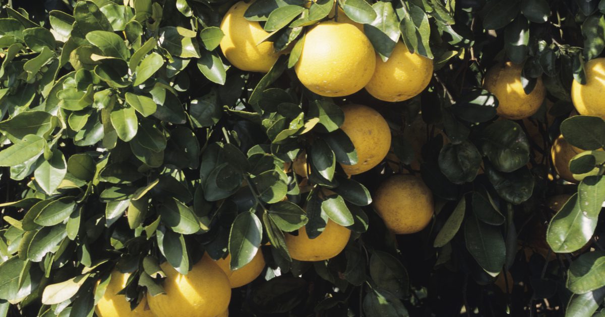 Hur man äter grapefrukt med högt blodtryck