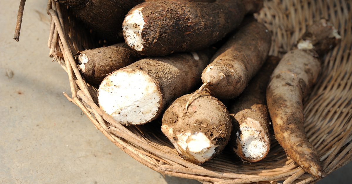Czy Cassava jest dietetyczną alternatywą dla diabetyków?