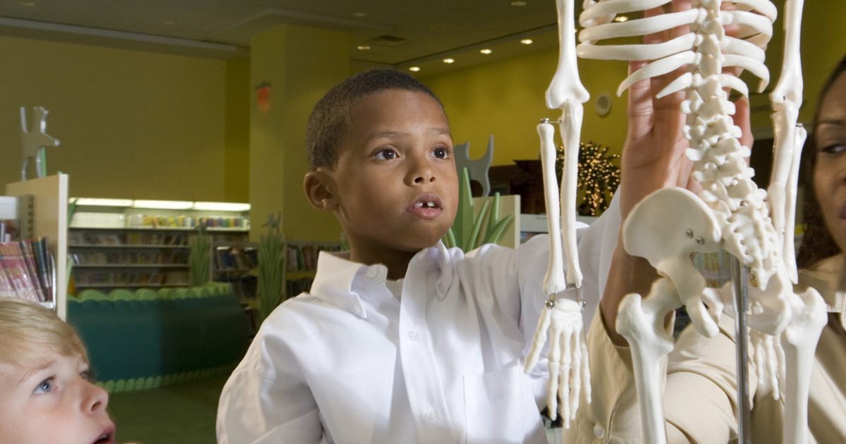 Hlavné kosti skeletálneho systému