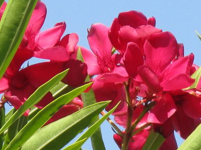 Токсичность Nerium Oleander
