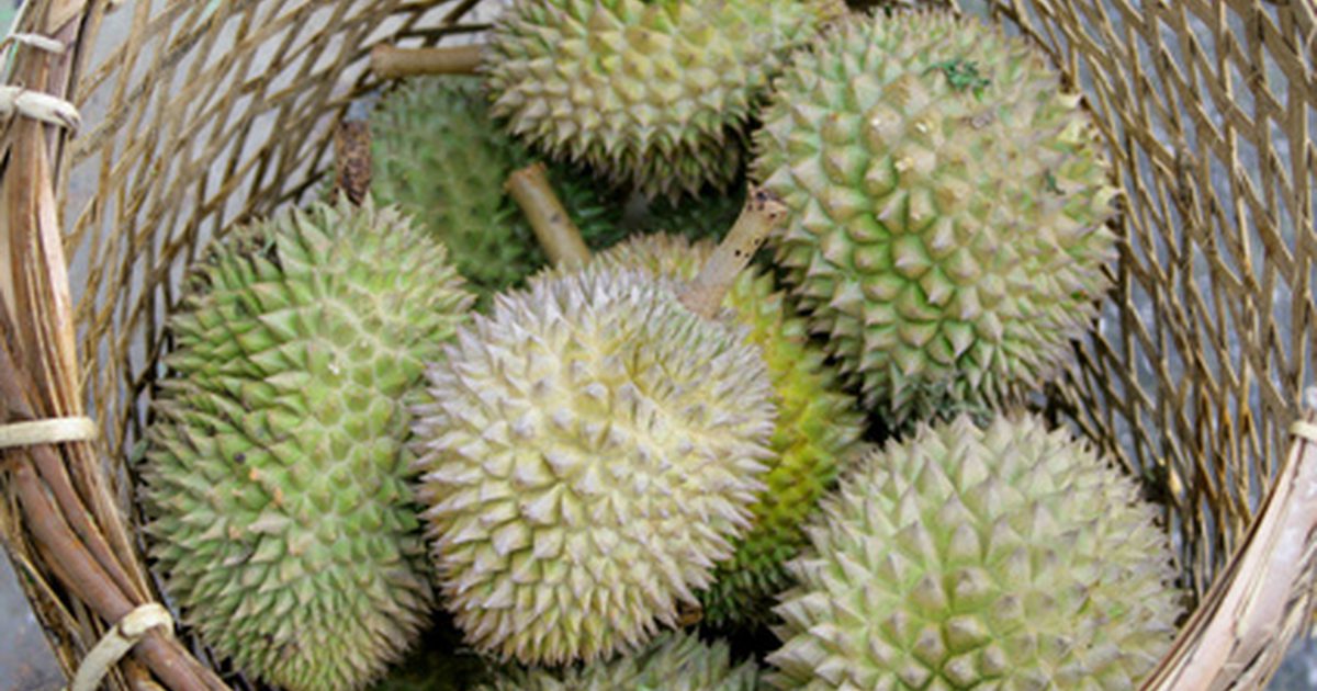 Питательное содержание Durian