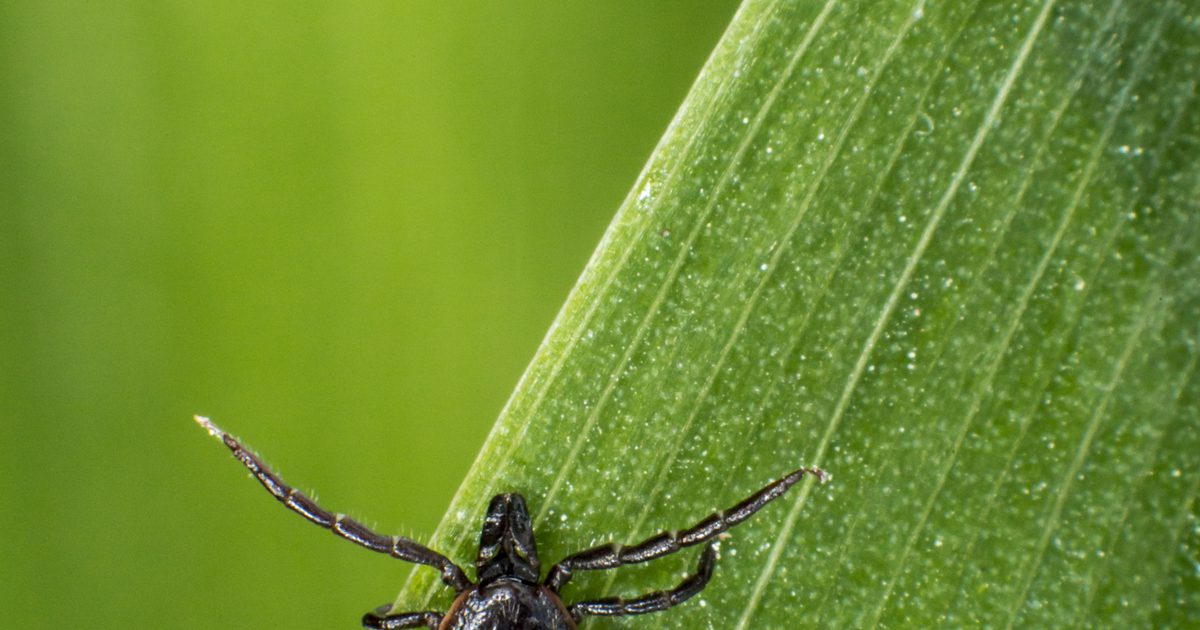 Oculaire tekens van de ziekte van Lyme