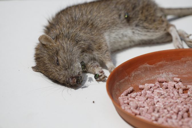 Symptomer på rotteforgiftning