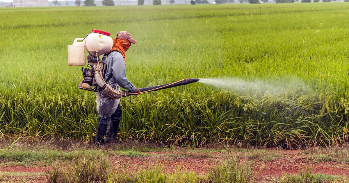 Deze 2 voedingsmiddelen die u elke dag eet bevatten verborgen pesticiden