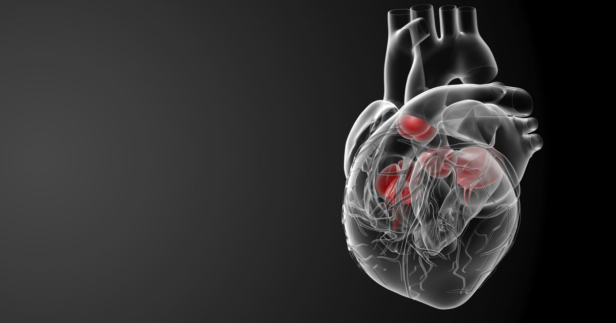 Druhy srdeční tkáně