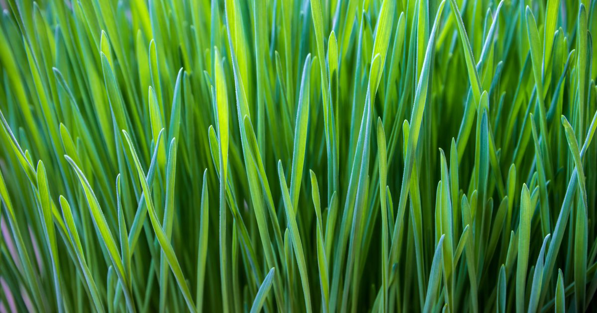 Vad är fördelarna med wheatgrass för kolesterol och högt blodtryck?