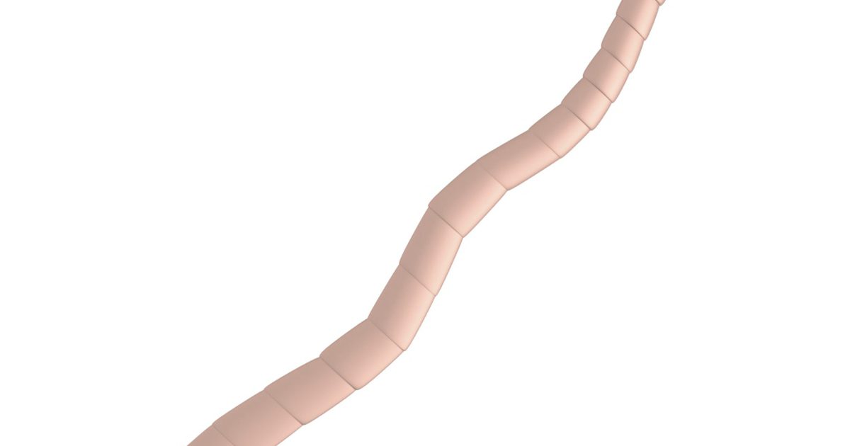 Jaké jsou účinky pásových červů u lidí?