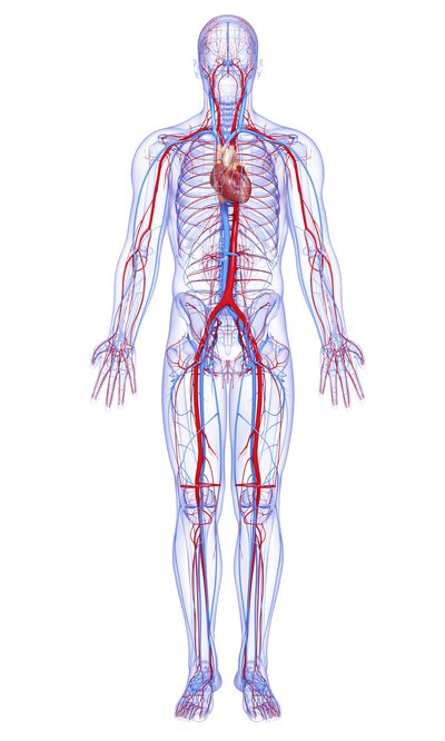 Hvad er de største blodfartøjer i kroppen?