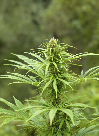 Čo sú to lieky na predpis, ktoré sú náhradou za marihuanu?