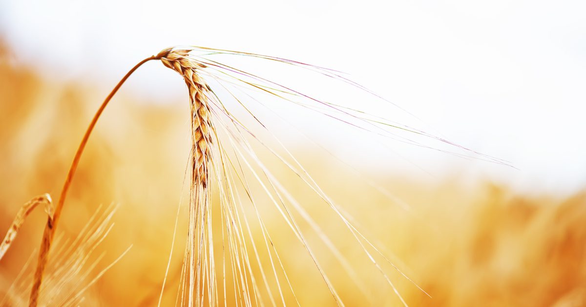 Пшенично зърно и екзема