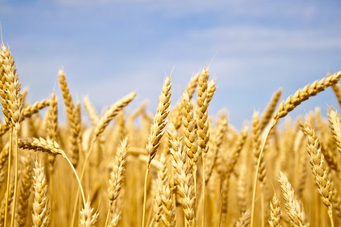 Nedostatočnosť pšenice a hypoglykémia