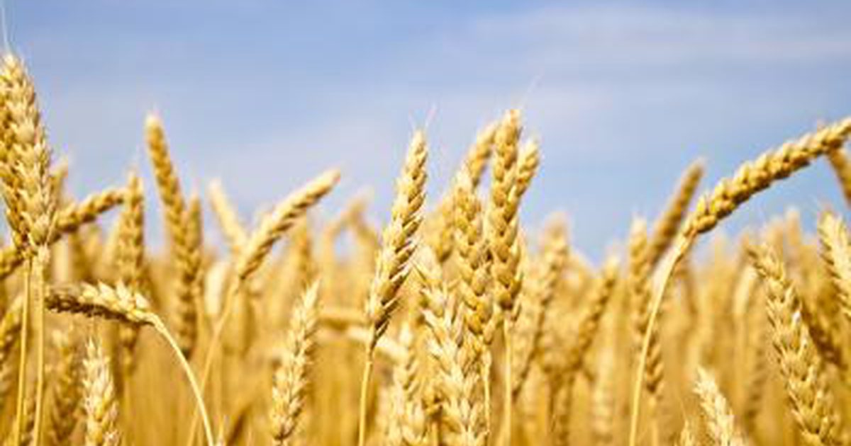 Nesnášenlivost pšenice a problémy s kůží