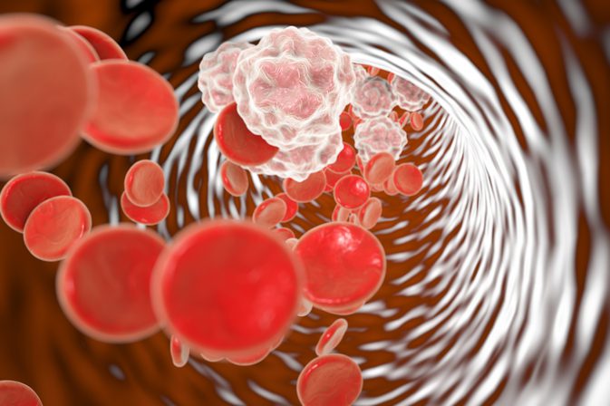 Hvilke hvite blodceller er phagocytter?