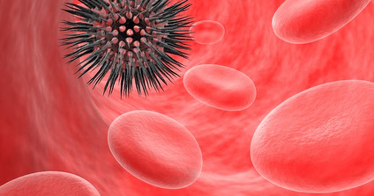 Hvite blodceller og deres funksjoner