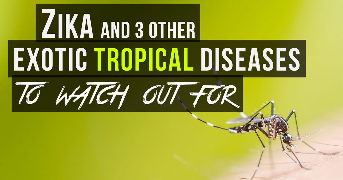 Zika en 3 andere tropische ziekten om op te letten