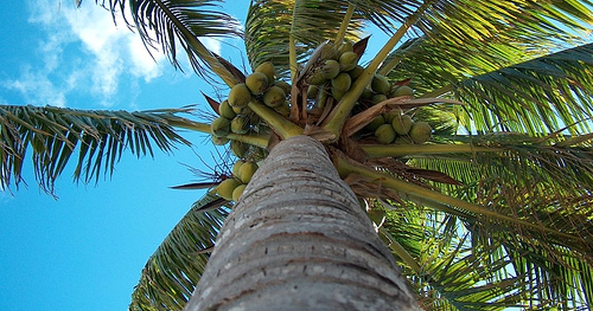 Lahko kokosovo olje spodbudi rast las?