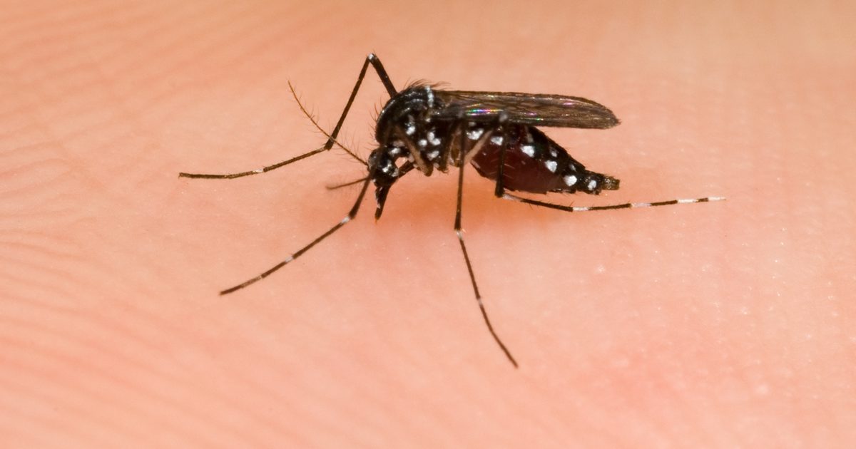 Sådan slippe du af mørke pletter fra mosquito bites