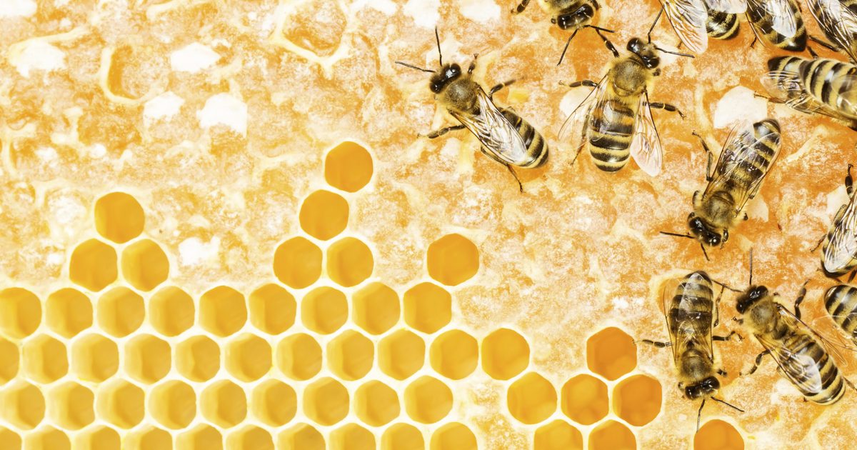 كيفية عمل اللقاح النحل كريم الوجه
