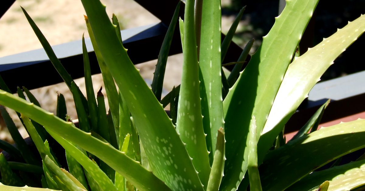 Jak používat Aloe jako minimalizační masku pórů