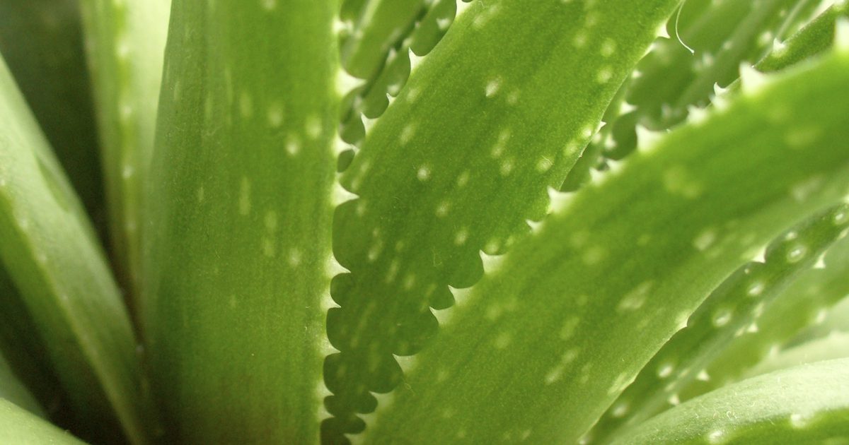 Wie benutzt man eine frische Aloe Vera Gel Pflanze