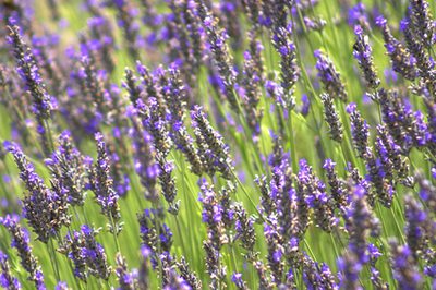 Lavender and Sage voor huidverzorging