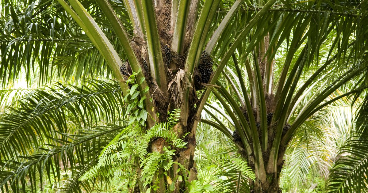 Jakie są zalety oleju palmowego na włosy i skórę?