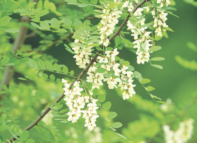 Acacia för medicinska användningar