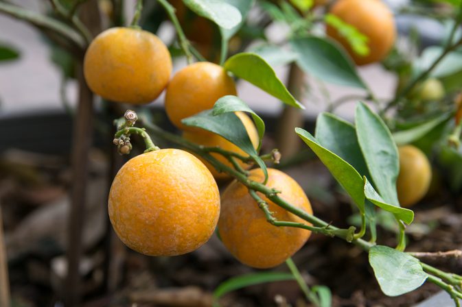 Kwas w pomarańczach