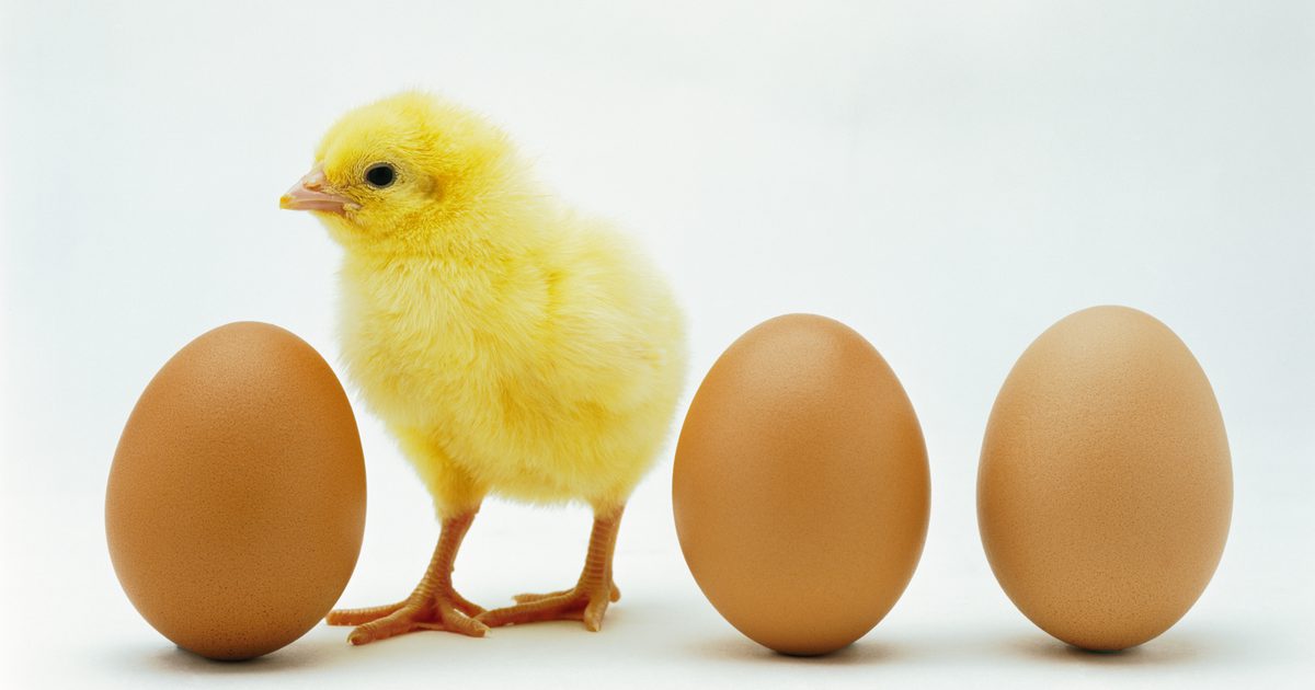 Prednosti rjavih jajc