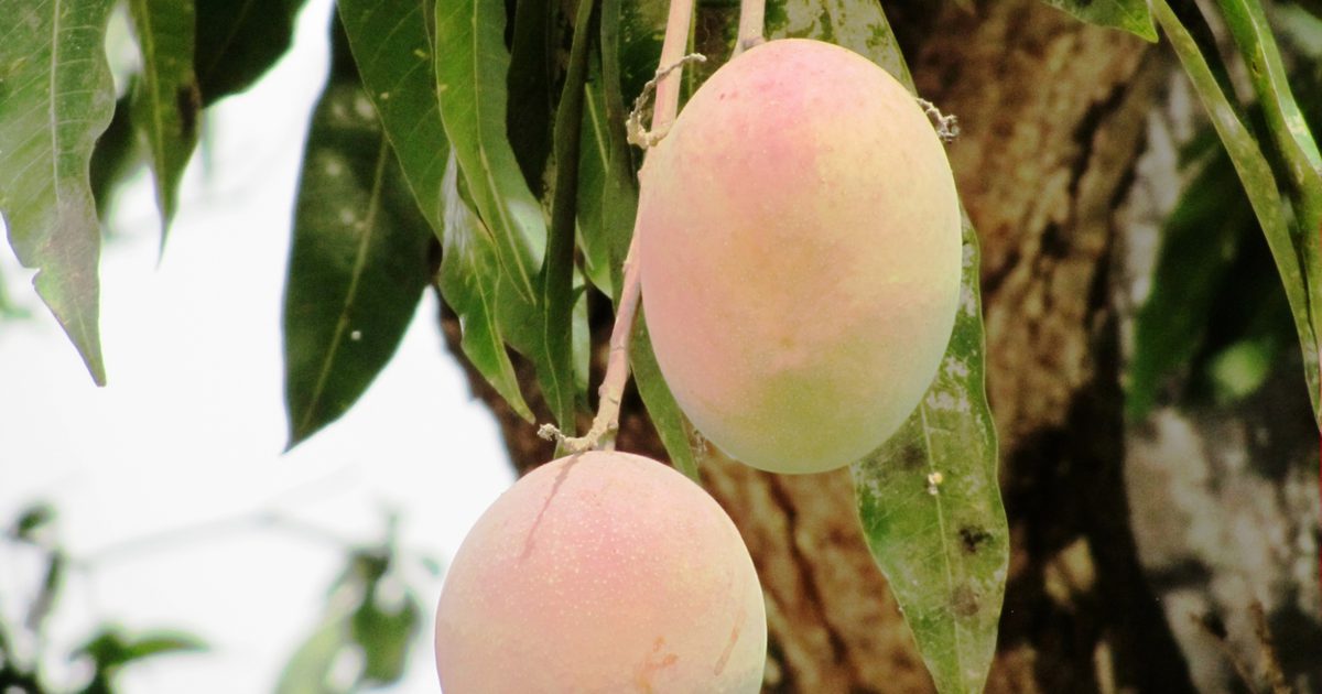 Nebenwirkungen aus afrikanischen Mango-Extrakt