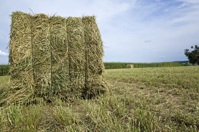 Информация о питании сена Alfalfa Hay