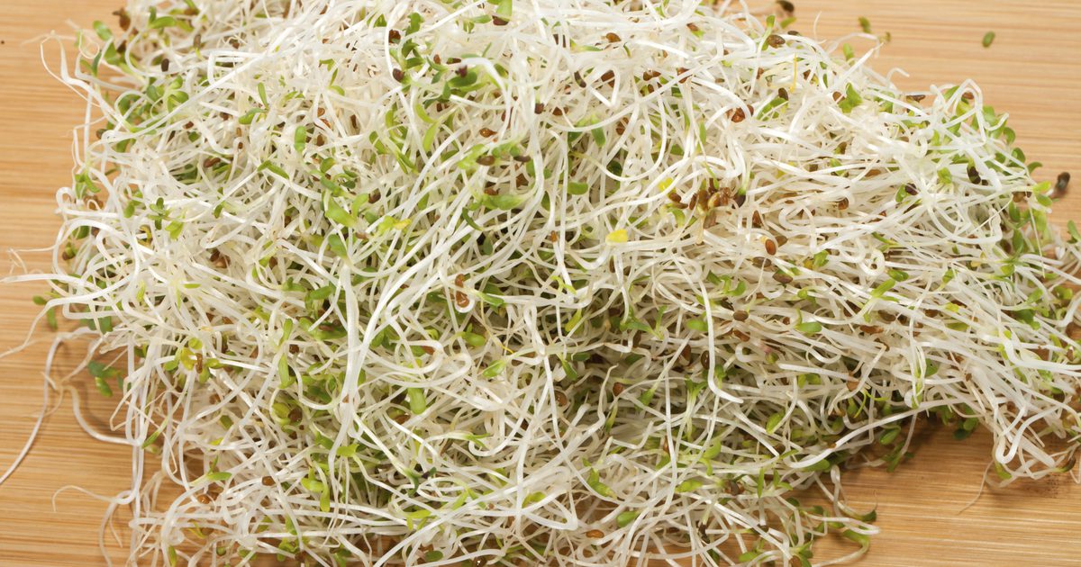 Alfalfa Sprouts Näringsinformation