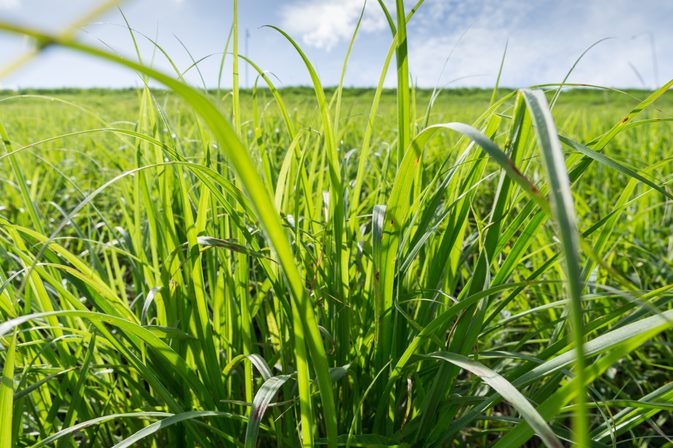 Alergia na pšeničnú trávu