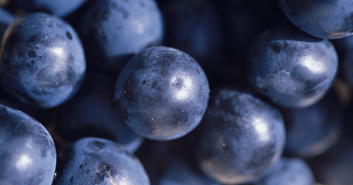 Antioksidanter i Concord Vs. Røde druer