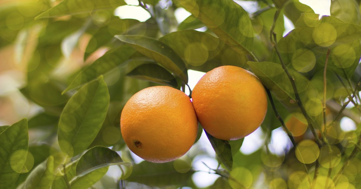 Jsou pomeranče kyselé nebo alkalické?