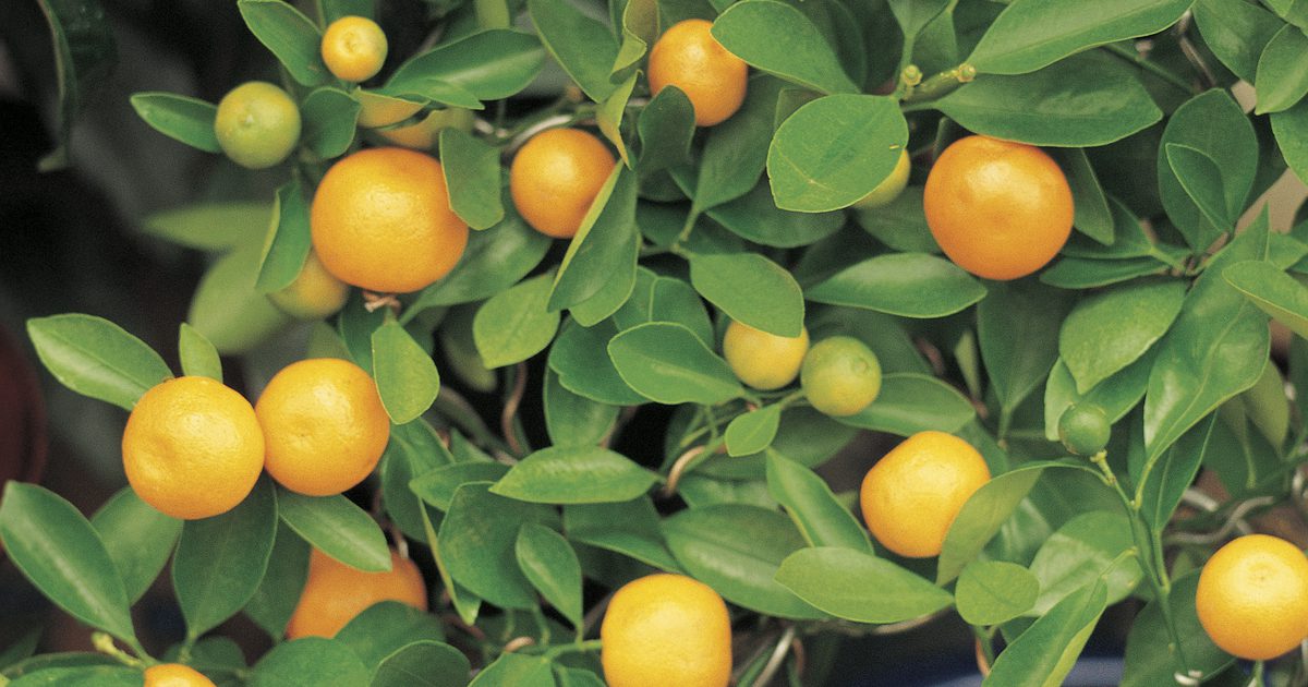 Zijn sinaasappels een goede bron van calcium?